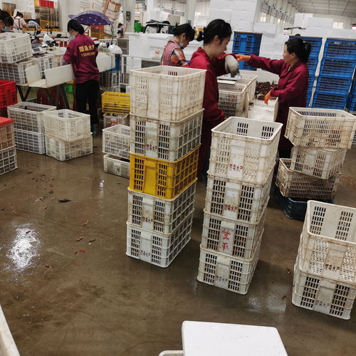 潛江楚淼水產7月炮頭小龍蝦30斤起批發，全國可發售